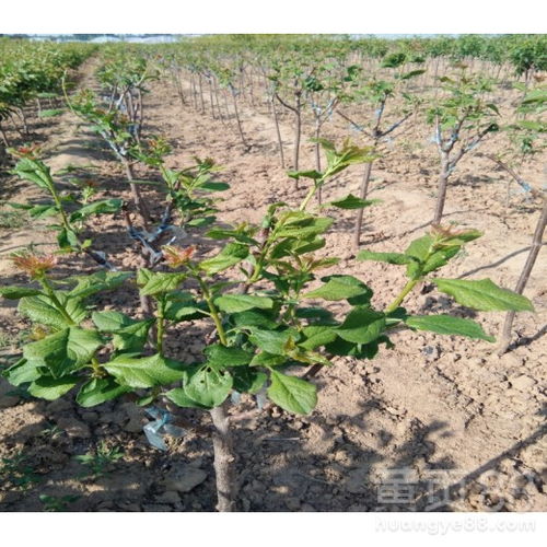 【6公分玫瑰皇后李樹苗種植發展好的原因分析 甜度排行】- 