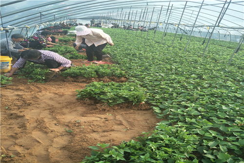 【吉塞拉6號櫻桃苗砧木新品種介紹.吉塞拉6號櫻桃苗砧木產品介紹】-