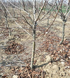 田紅子山楂樹苗種植貴州