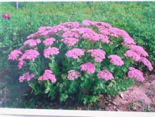 供應河北廊坊固安蓬展苗木種植場八寶景天_農副產品_世界工廠網中國產品信息庫