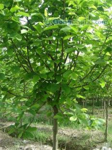 供應南京大量供徑1--15cm白玉蘭/馬褂木/垂柳/欒樹_紡織皮革_世界工廠網中國產品信息庫