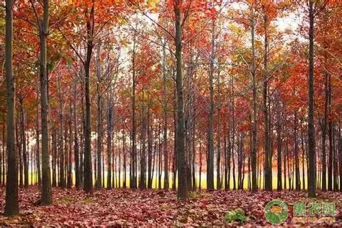 苗木種植的新發展 美國紅橡樹有 錢 景