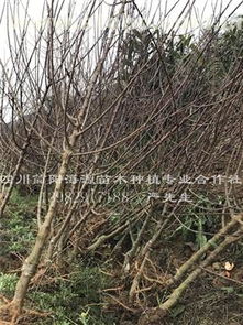 不限,價格,廠家,供應商,其他水果及制品,簡陽海源苗木種植專業合作社 熱賣促銷