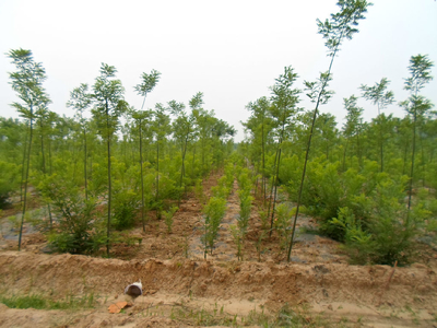 濟寧市任城區李營街道龍揚苗木協會