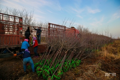 新疆呼圖壁:苗木銷售旺 苗農樂開懷