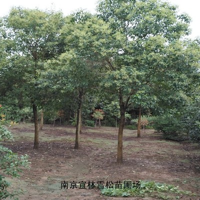 南京大葉女貞價格基地的利潤都去哪兒了?_新聞中心_南京市浦口區宜林苗圃場_會商寶