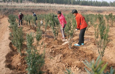 不注意這幾點,秋季苗木補植容易失敗