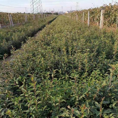 桓仁財源苗木種植基地