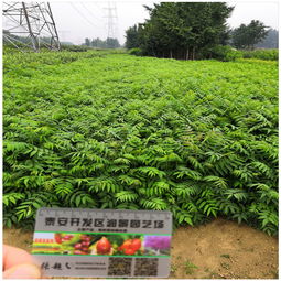 spi種植體報價 廠家