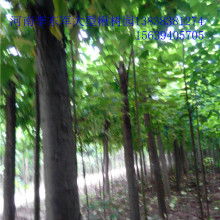 周口李亮楸樹苗木專業種植合作社