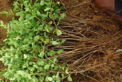 專門種植小樹苗,農民不養雞不養豬