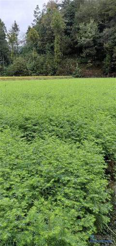 【天門苗木種類】利川市順通苗木種植專業合作社 - 產品庫