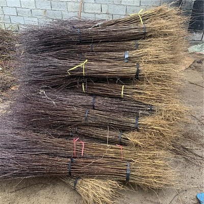 花椒苗產品信息新中苗木花椒苗南北種植