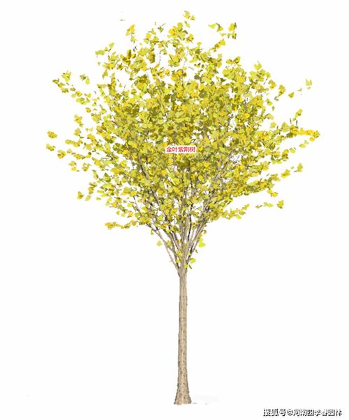 24種 四季春 系列紫荊樹苗木產品,助力打造精美紫荊園