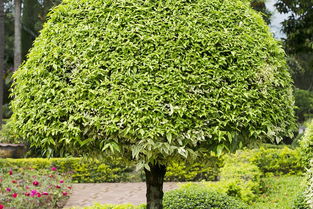 如何計算綠化工程中苗木種植費用