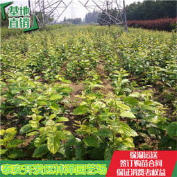 嫁接柿子樹苗栽培方法 嫁接柿子樹苗最近價格