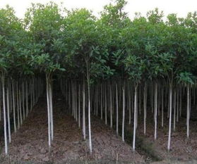 桂花苗桂花樹苗種植