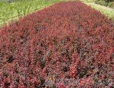 綠化苗木 桂花 廣玉蘭 紫薇 千余種苗木