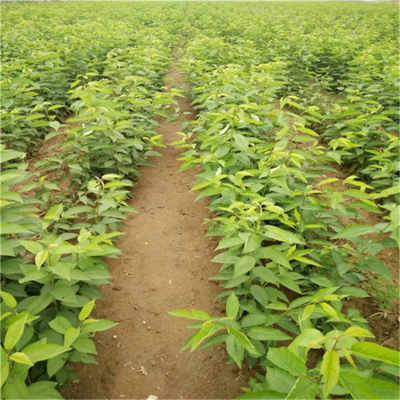 新聞 1米高櫻桃苗批發 泰安大櫻桃樹苗批發及報價 櫻桃樹苗種植高產技術