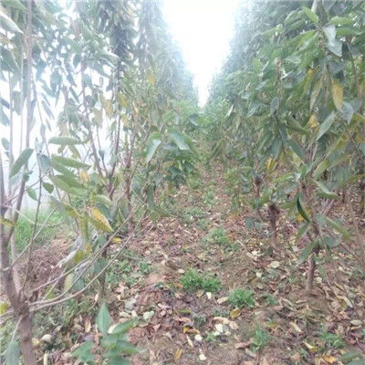 吉塞拉12號櫻桃苗 早丹櫻桃苗 產量