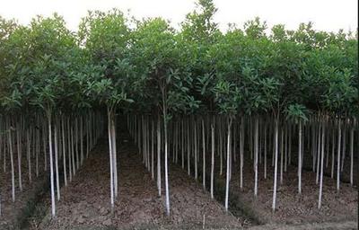 非正常季節苗木種植