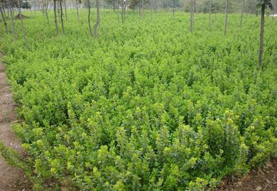 主供苗木衛矛高60cm