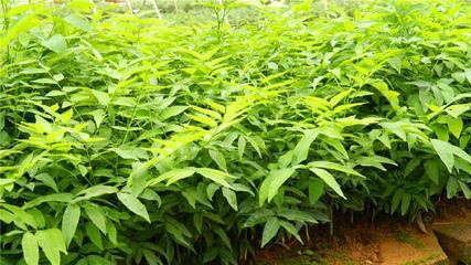 無患子苗木_無患子苗木供貨商_供應遵義無患子苗木批發市場,貴陽無患子種植基地_無患子苗木價格_廣西美林竹柳種植農民專業合作社