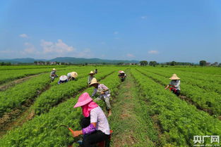 苗木種植 綠色富民