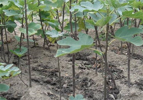 無花果樹苗怎么種植