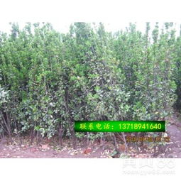 【北海道黃楊籬綠化苗木種植基地批發大葉黃楊黃楊球】-