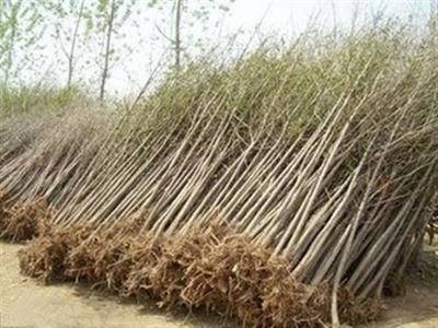 2公分銀杏小苗價格_銀杏小苗價格_富通銀杏