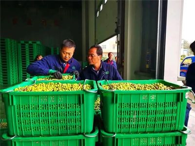 【新甘肅】產業“蝶變”多增收——農發行甘肅省分行做好“七篇文章”支持全省經濟社會發展之六