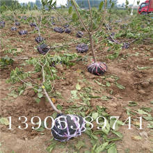 平邑永發苗木種植專業合作社