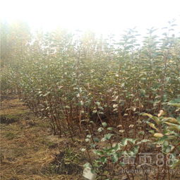 【新品種寒富蘋果樹苗√寒富蘋果樹苗種植基地】-