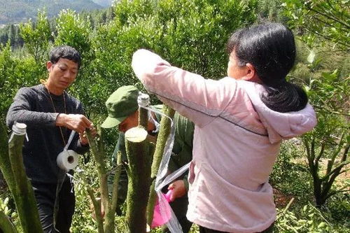 苗木生產采用這樣的新技術,絕對能出好苗子