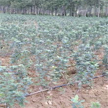 新聞 龍?zhí)栋皢袒O果樹苗種植高產(chǎn)技術(shù) 鑫奧苗木