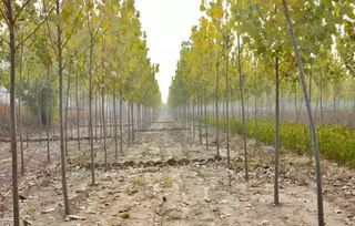 做苗圃,還有比賣樹賺錢十倍的神秘武器