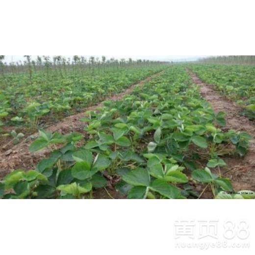 【菠蘿莓草莓苗子苗栽植苗圃管理種植幾年結(jié)果】- 