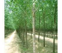 【紅章苗木種植專業(yè)合作社常年批發(fā)意楊樹苗】團(tuán)風(fēng)縣紅章油茶種植專業(yè)合作社 - 產(chǎn)品庫(kù)