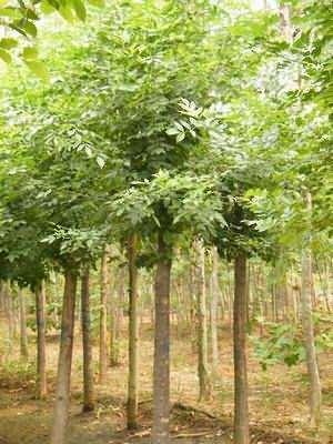 白蠟 綠化苗木 造型白蠟