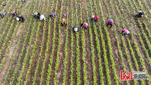 河北遵化 苗木基地管護忙