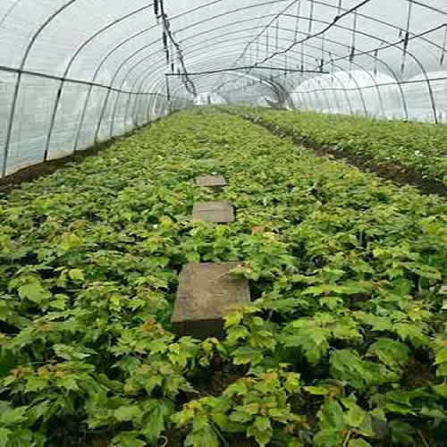 天津紅楓價格 郯城縣浩軒苗木種植 六公分紅楓價格高清圖片 高清大圖