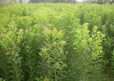 懷化苗木種植基地-懷化綠化苗木\懷化苗木種植基地