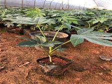 產品展示 宜良縣青云苗圃 必途推薦