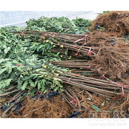 【金傲芬無花果苗什么時候種】- 