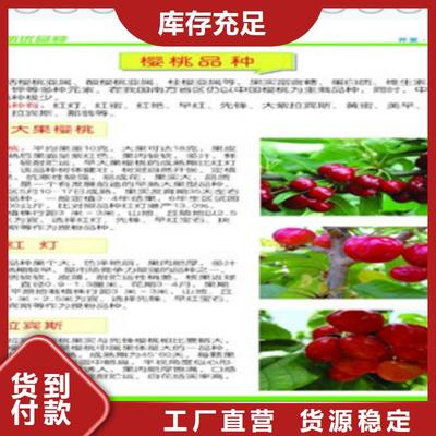 俄羅斯8號櫻桃樹苗