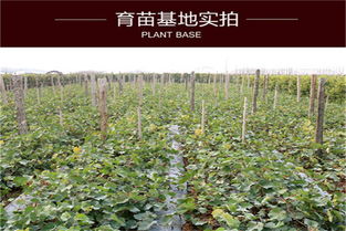 甜蜜藍寶石葡萄樹苗盆栽地栽果樹苗南北方四季種植