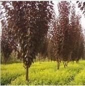 供應栽培紅葉李價格,種植紫葉李基地,旺運苗木紅葉李管理_安全防護_世界工廠網中國產品信息庫