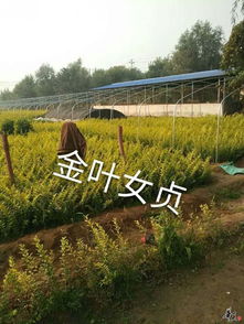 宿根花卉 草花系列 綠化苗木 公司相冊 天津旭東苗木種植專業合作社