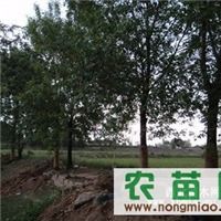 白蠟指導價 白蠟廠商 白蠟廠商 圖 盡在農苗網 寧夏永寧苗木種植專業合作社